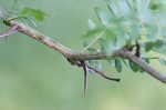 Honey locust